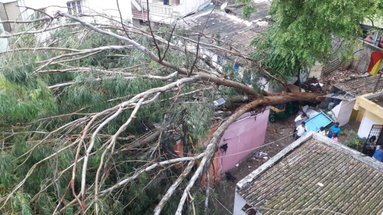 Rains lash Bengaluru, treefalls aplenty