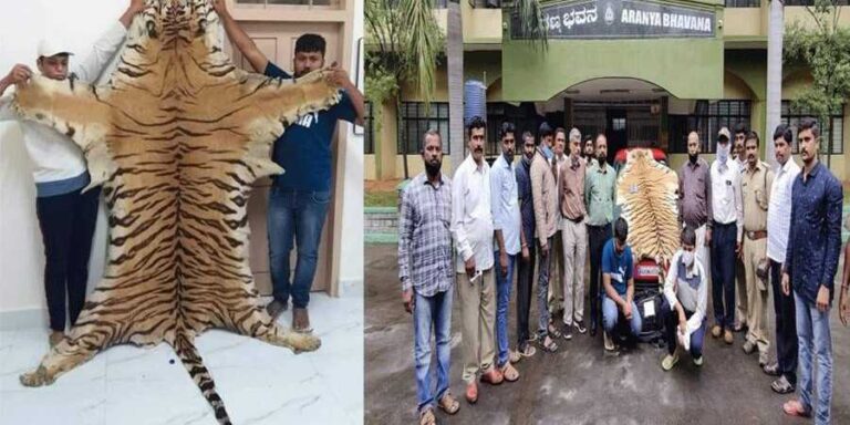 Duo held with tiger skin