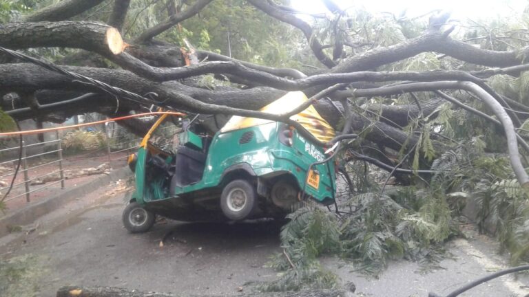 Sunday rains cause treefalls, blackouts in city