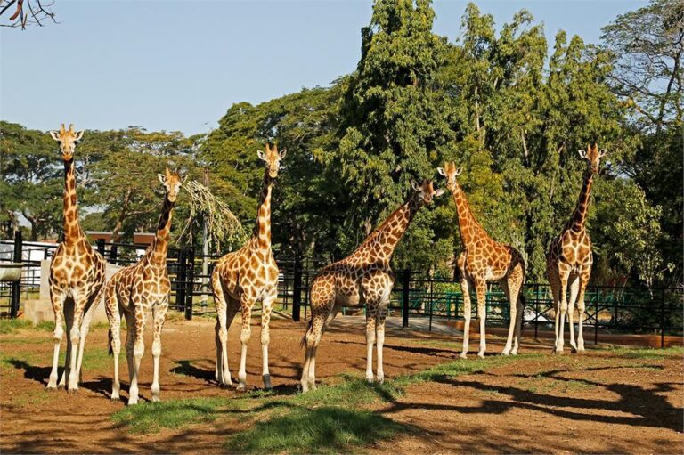 Tourists spots in and around Mysuru closed