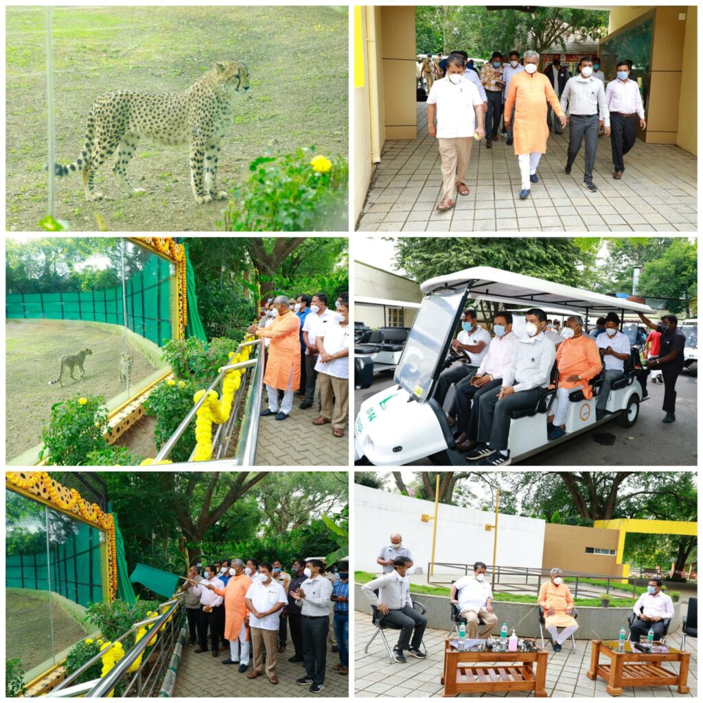 African Cheetahs added for public view at Mysuru Zoo
