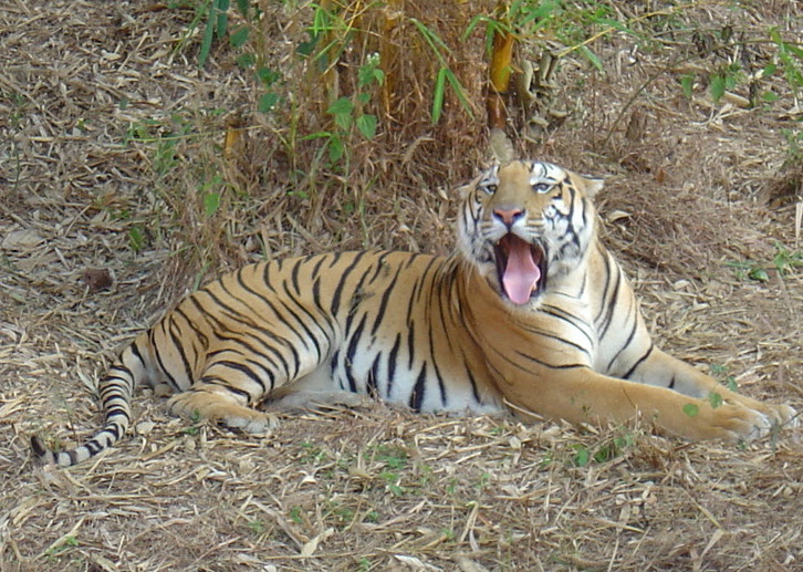 Vikram Bengal Tiger