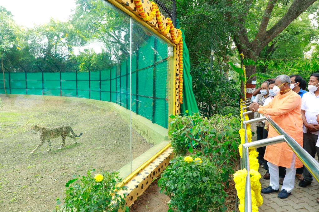 African Cheetahs added for public view at Mysuru Zoo