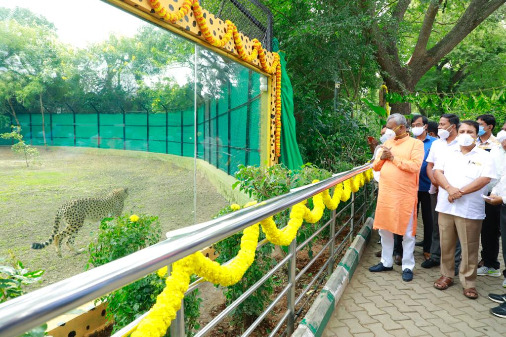 African Cheetahs added for public view at Mysuru Zoo