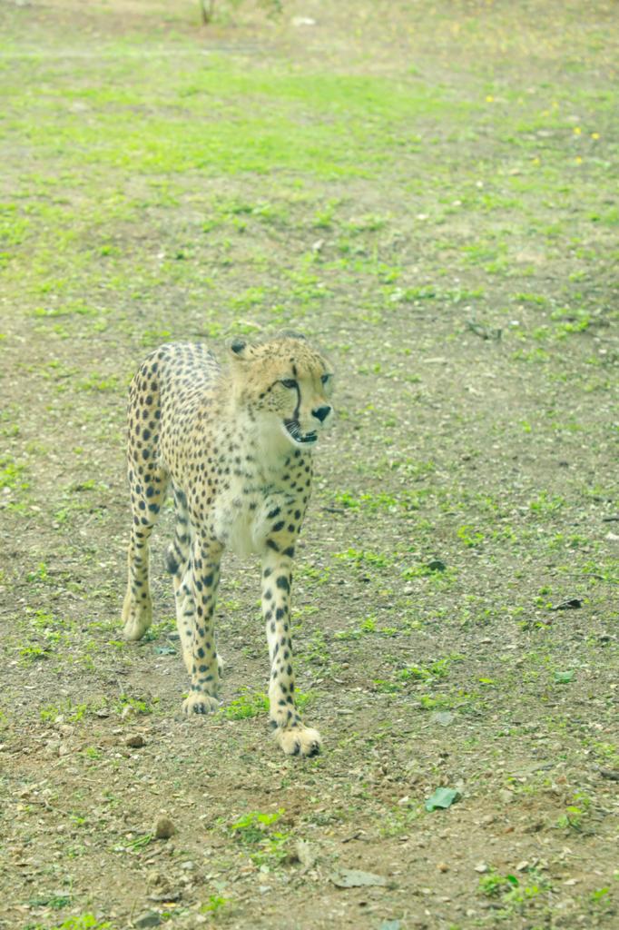 African Cheetahs added for public view at Mysuru Zoo