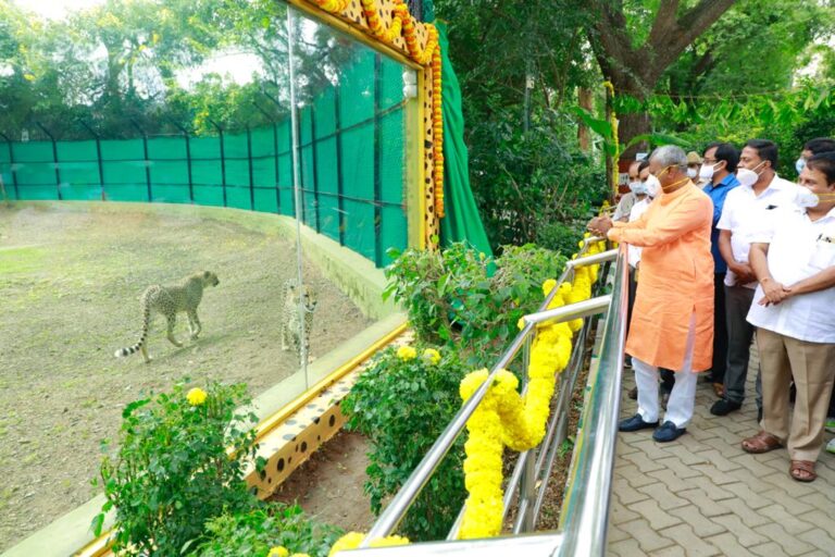 African Cheetahs added for public view at Mysuru Zoo