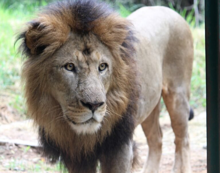 BBP gifts 3 lions to Belagavi zoo
