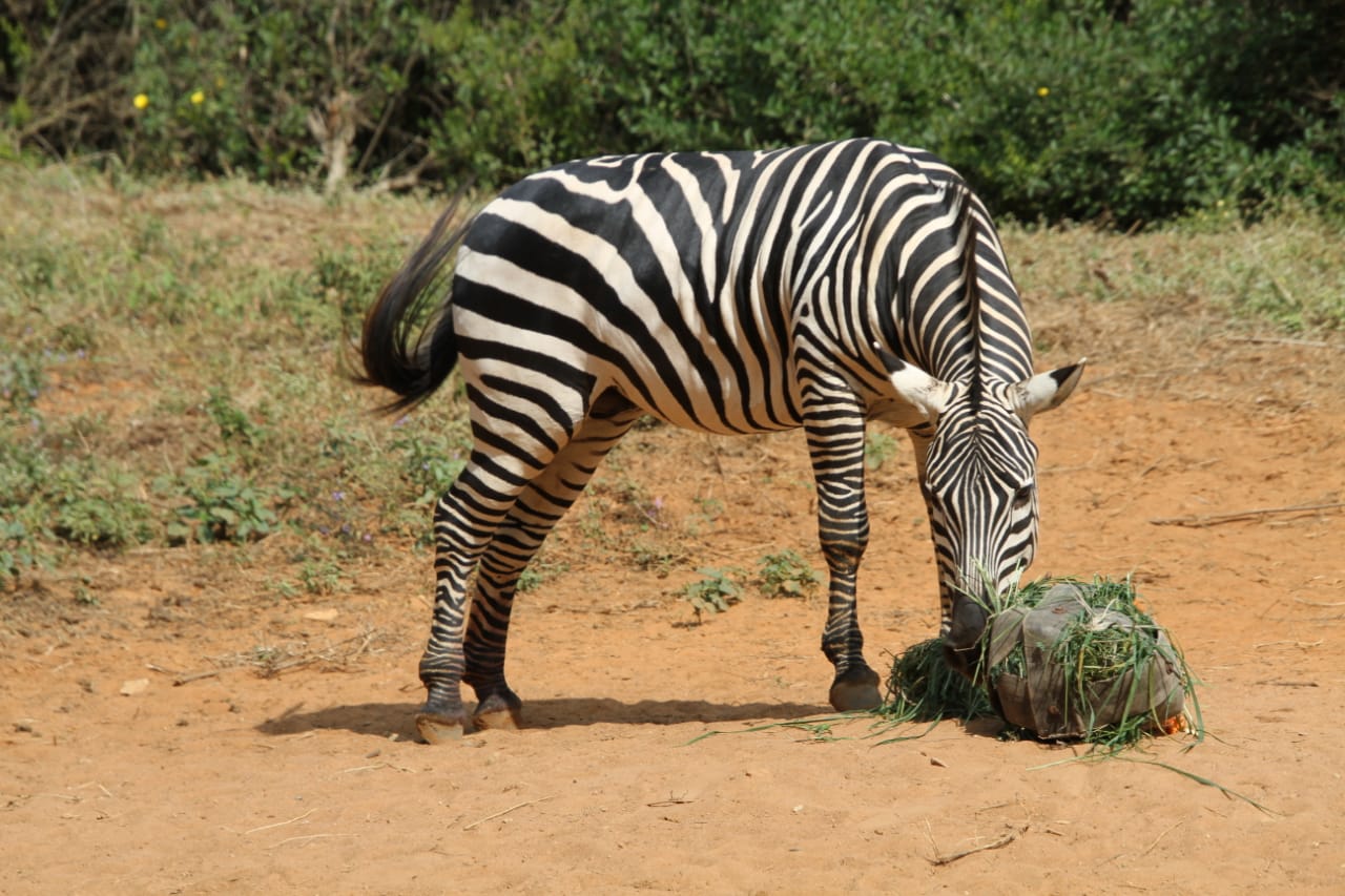 Bannerghatta Park animals