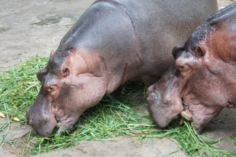 Donations pour in for Bannerghatta zoo