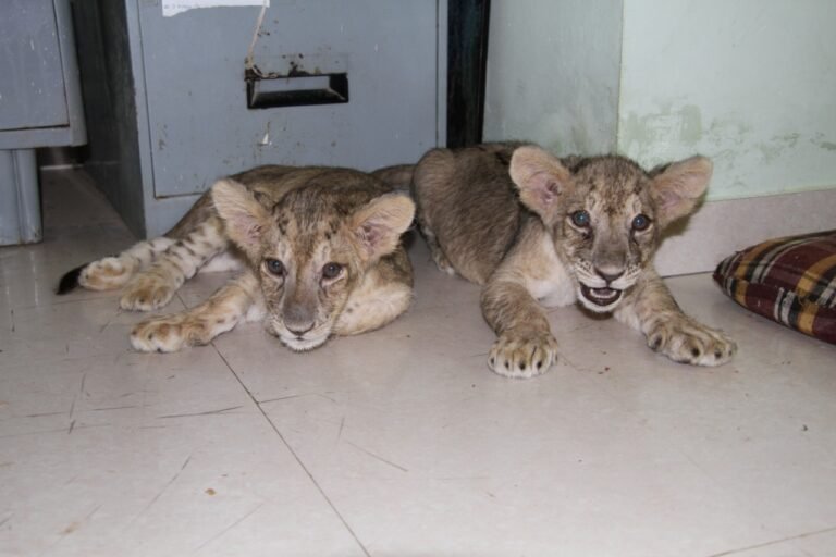 4 cute cubs add to charm of Bannerghatta Park