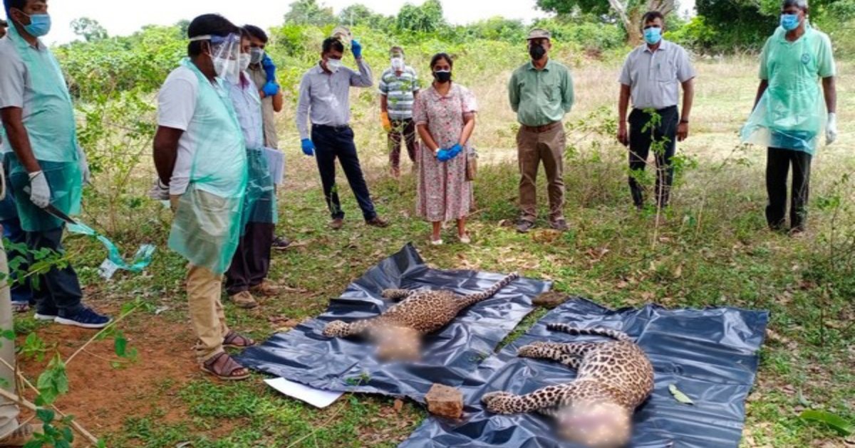 3 leopards found dead near Belvadi Lake in Mysuru