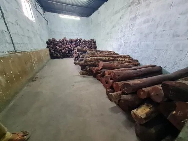 2 held, red sandalwood worth Rs 4.5 cr seized by Bengaluru Central Crime Branch
