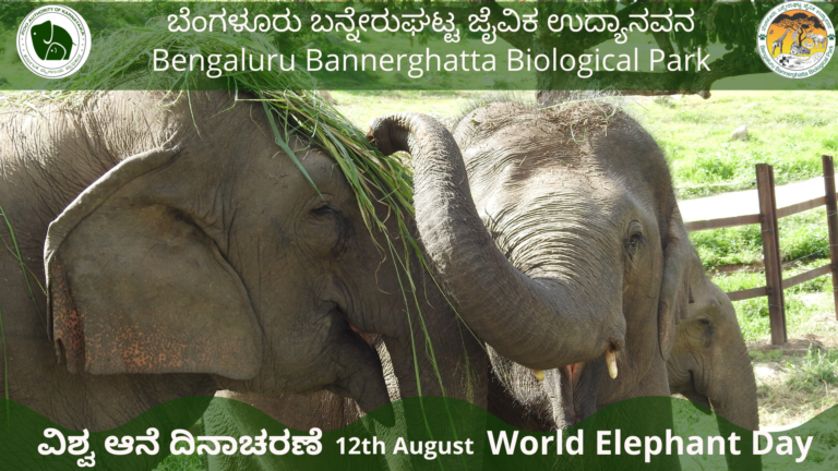 BBP invites Bengalureans to ‘feed the elephants’