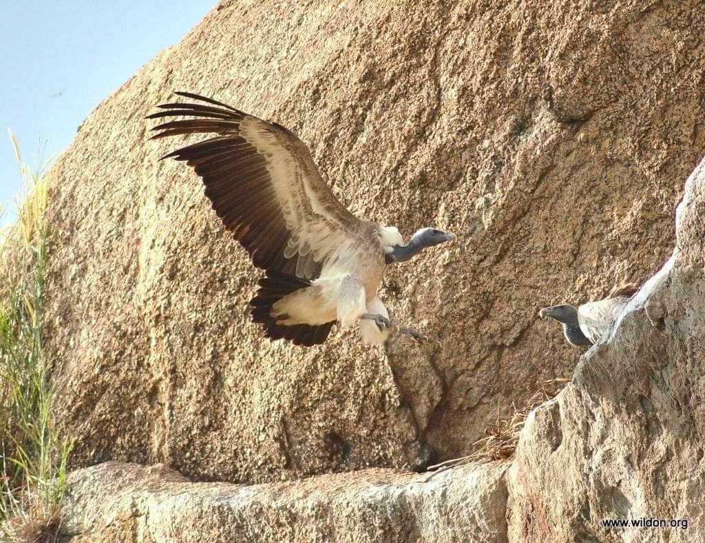Bannerghatta Park to breed endangered vultures