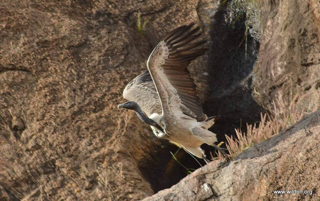Bannerghatta Park to breed endangered vultures