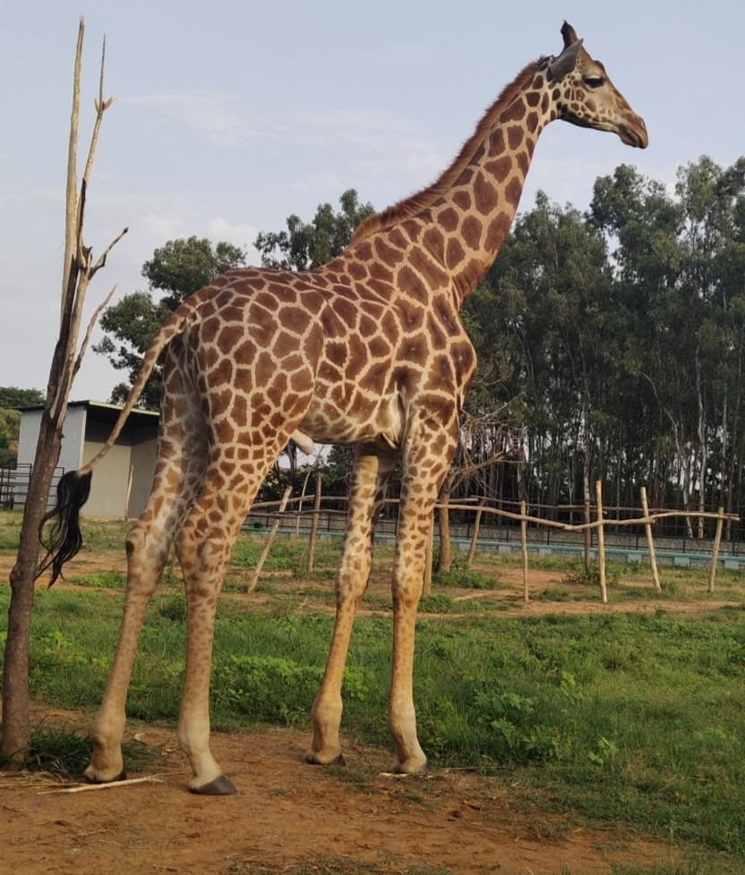 Giraffe suffocates to death in Bengaluru’s Bannerghatta zoo