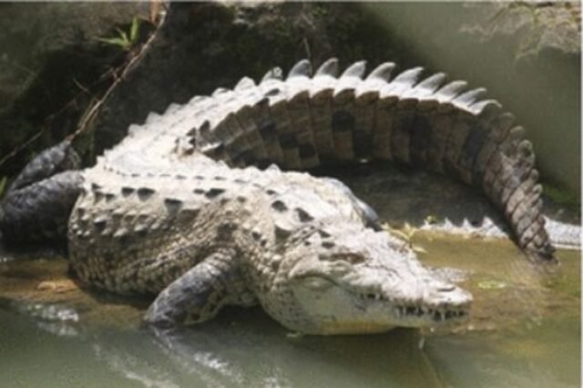 Crocodile makes herself pregnant in first such case: Study