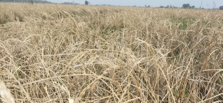 Centre discontinues sale of rice, wheat under OMSS to state govts to check price rise