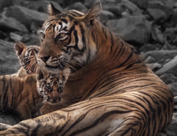 India has 3682 tigers, home to 75 per cent of global numbers: Tiger census data