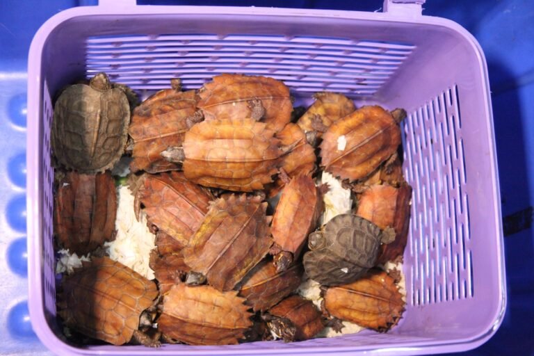 234 reptiles smuggled from Bangkok rescued at KIA by Customs officials, joey dies