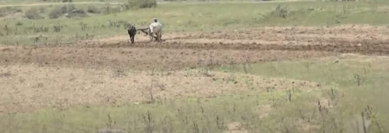 Drought in Karnataka: Government Declares 43 More Taluks as Drought-Affected