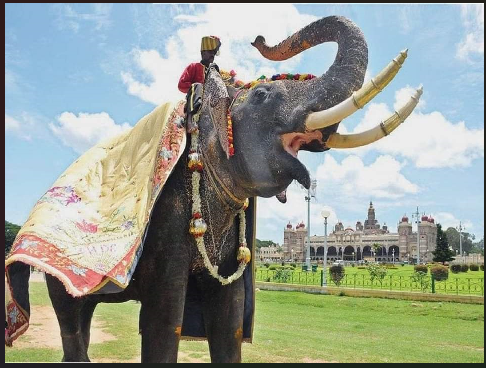 Mysuru Dasara's Golden Howdah Carrier, Arjuna, Loses Life in Wild Tusker Encounter