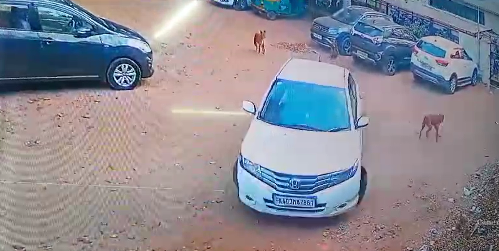 Disturbing Footage: Car Fatally Runs Over Sleeping Dog in Bengaluru 3 Disturbing Footage: Car Fatally Runs Over Sleeping Dog in Bengaluru