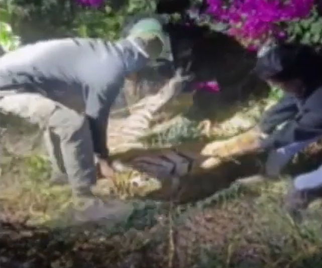 Speeding car kills Tiger in Karnataka
