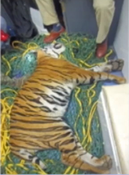 Speeding car kills Tiger in Karnataka