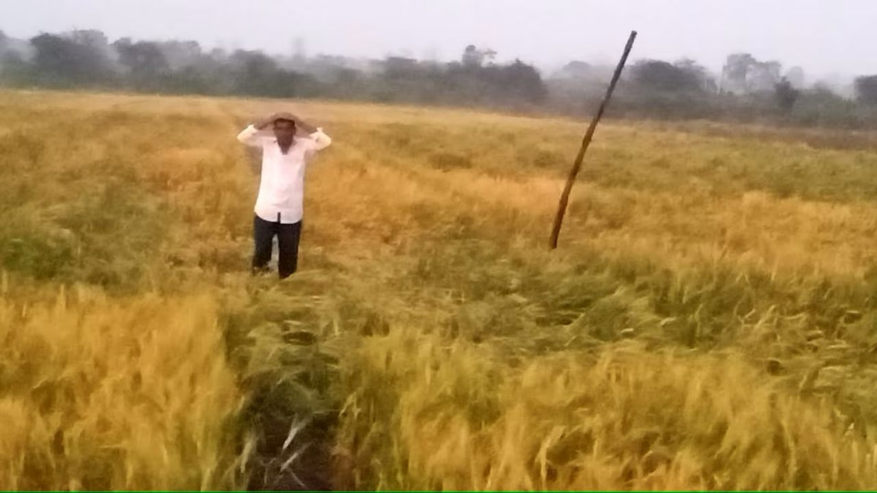 Unseasonal rain, hailstorms hit crops in Maharashtra’s Vidarbha region