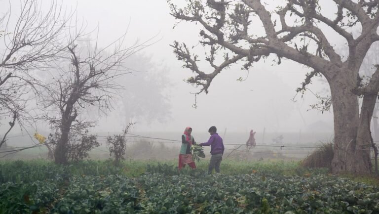 Foggy morning in parts of Punjab, Haryana; Amritsar records 4.2 deg C