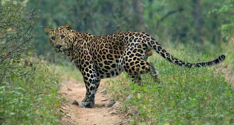 India’s leopard population rises to 13,874; slight dip in Shivalik hills, Indo-Gangetic Plains