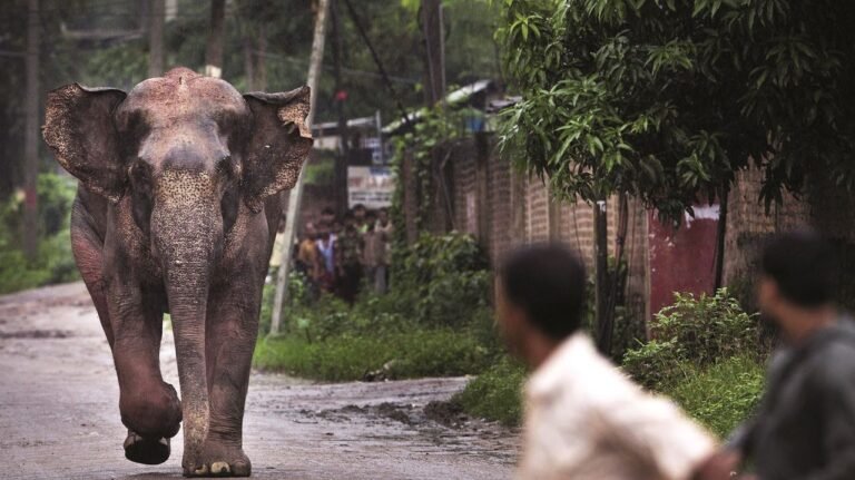Human-animal conflict: Data shows decline in fatalities in Kerala