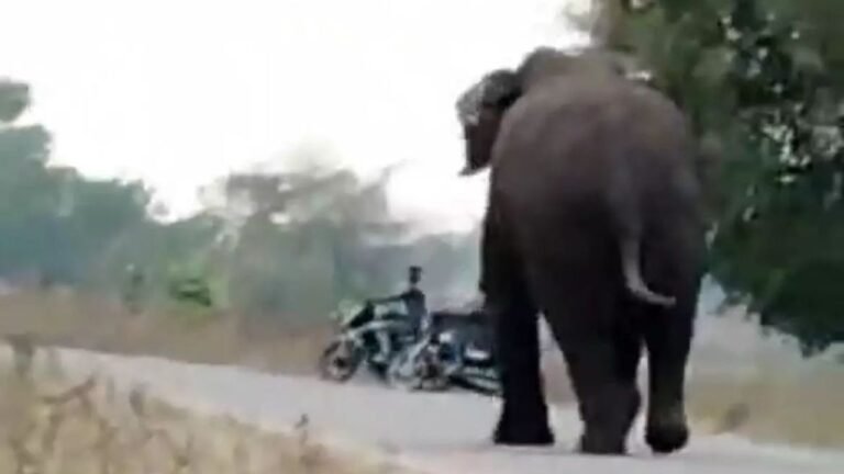 Over 2,500 people died in five years in human-elephant conflicts: Govt data