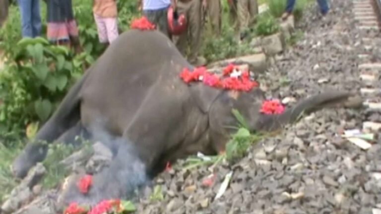 Elephant hit by speeding train in Assam, dies