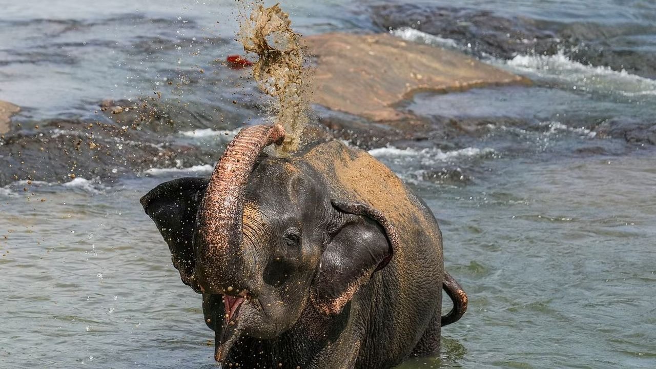 Students in Amravati celebrate World Elephant Day with cake for tuskers