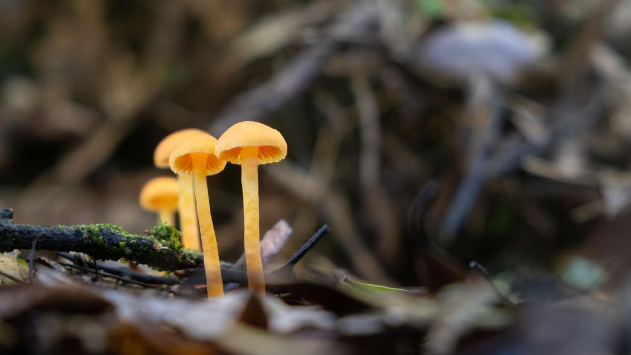 Colourful fruit-like fungi and forests ‘haunted by species loss’ – how we resolved a 30-year evolutionary mystery