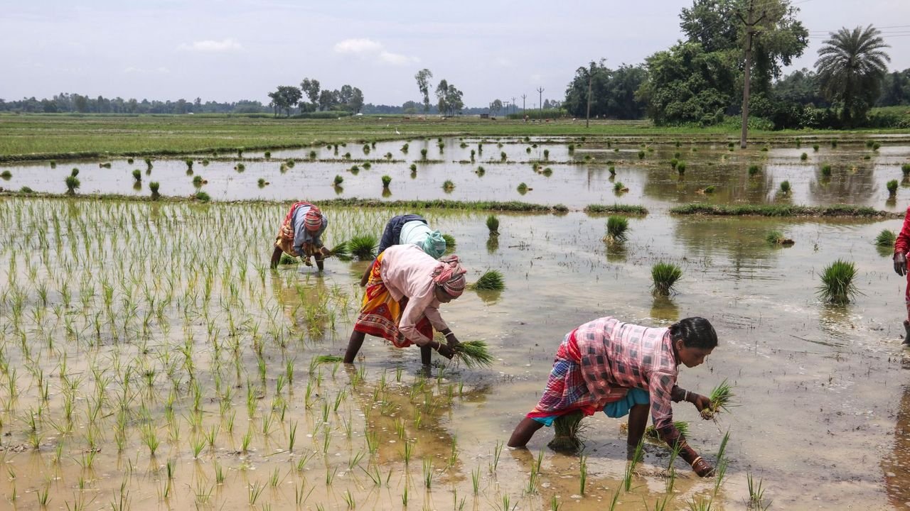 Paddy sowing up 4.29% so far in 2024-25 kharif season