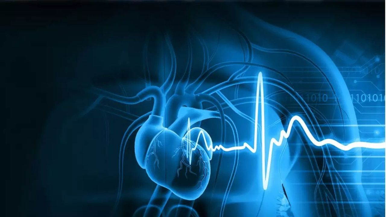 What the unique shape of the human heart tells us about our evolution