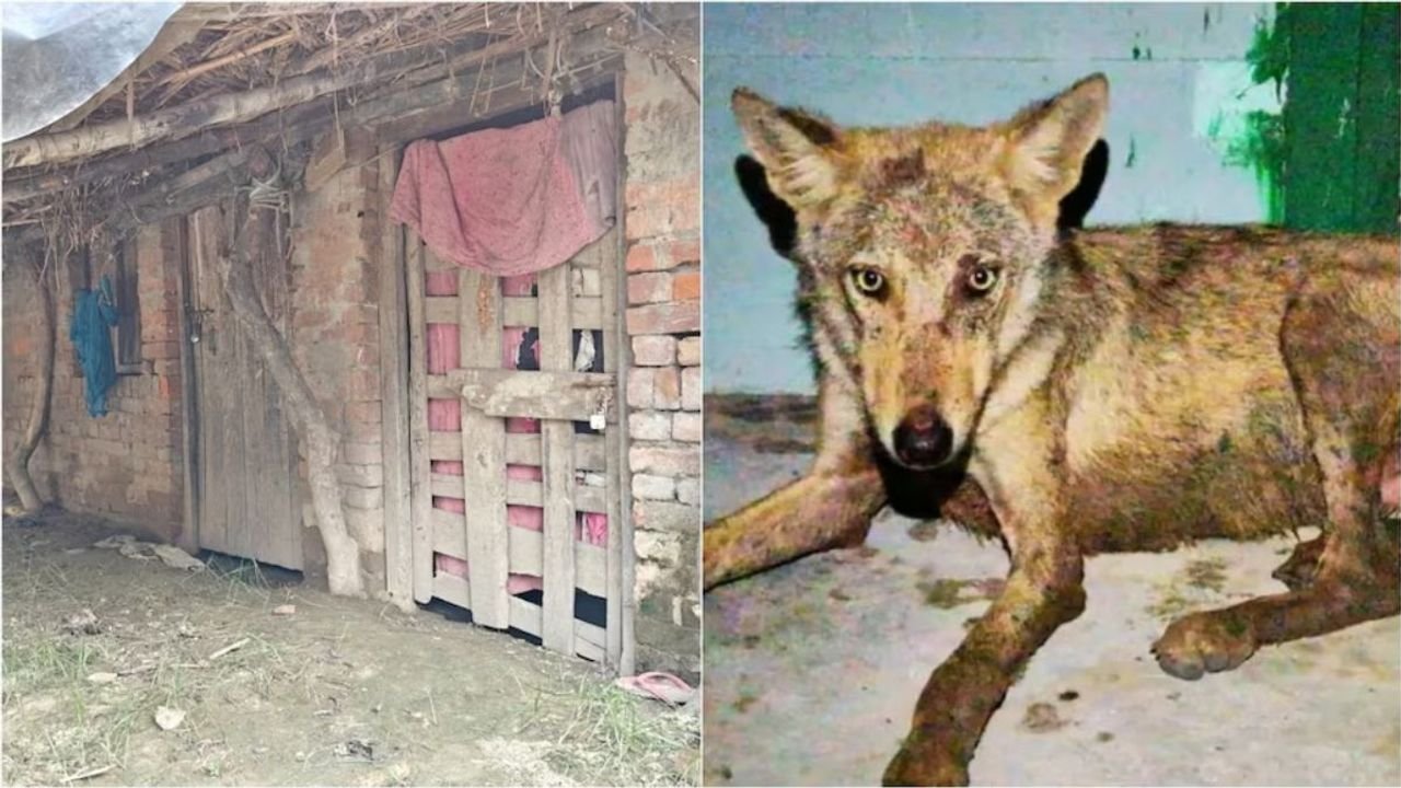 Why are wolves attacking children in UP again after 30 years?