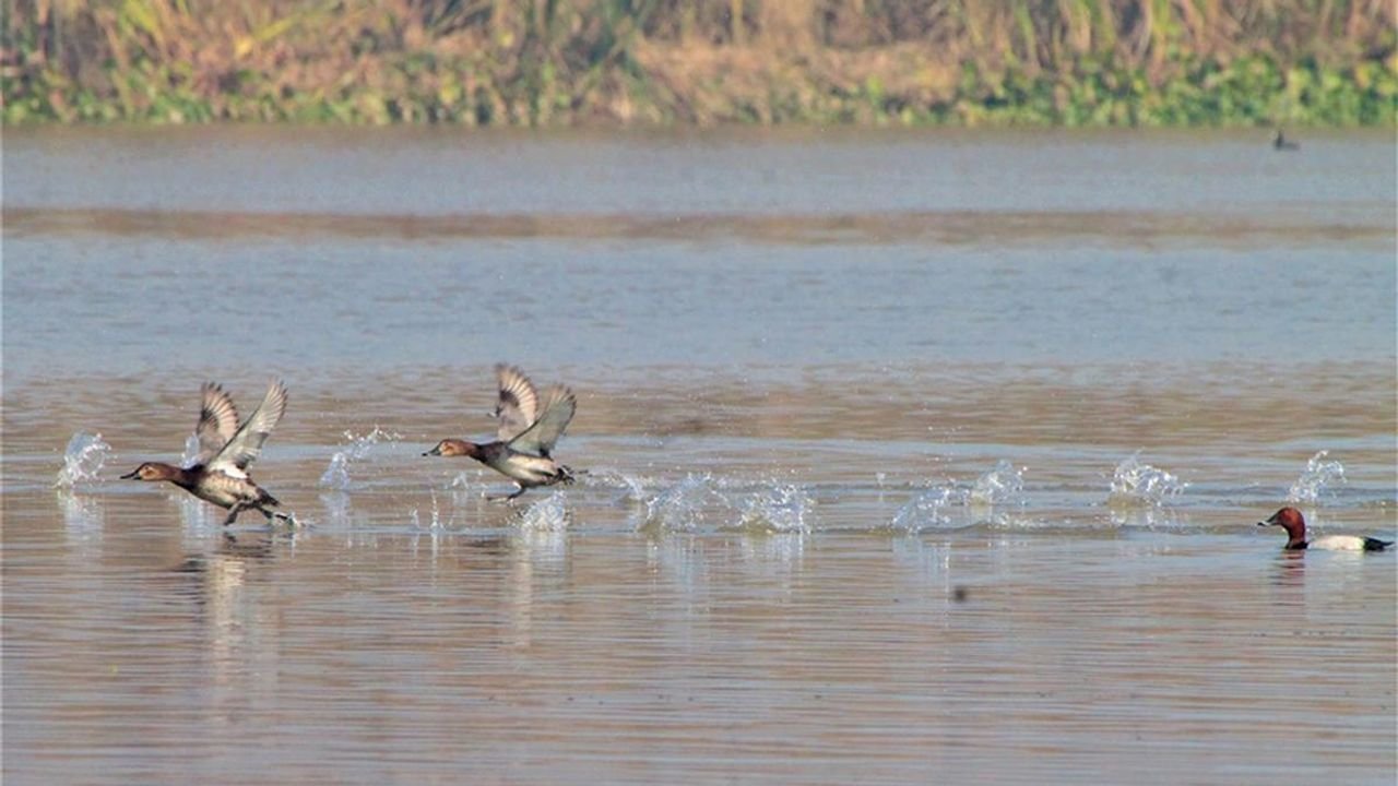 Odisha: Anti-poaching camps set up near Chilika Lake ahead of migratory birds’ arrival