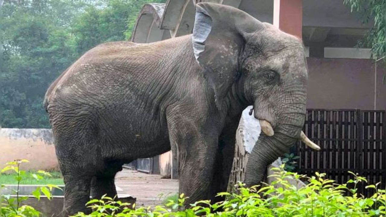 Global body suspends Delhi zoo membership amid concern over African elephant’s welfare
