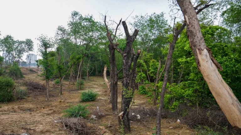 Kannada film Toxic courts controversy over felling of trees in forest land