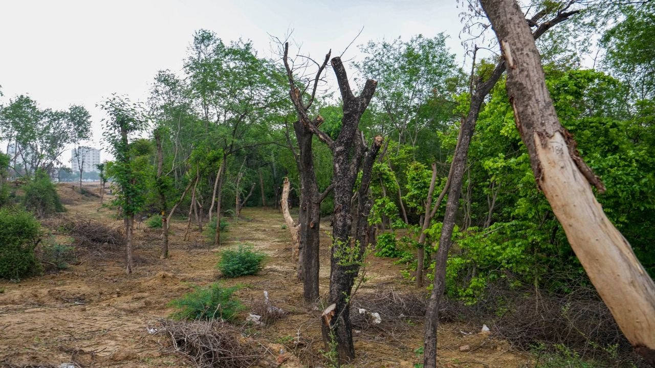 Kannada film Toxic courts controversy over felling of trees in forest land