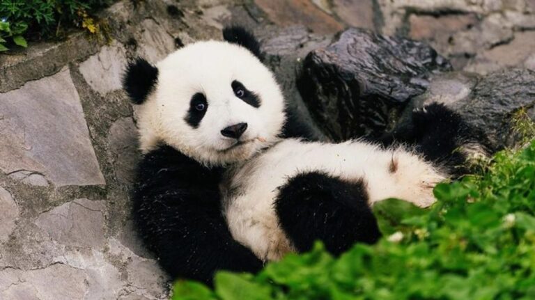 Population of cuddly giant Pandas in China rises to 1,900 as survival rate goes up