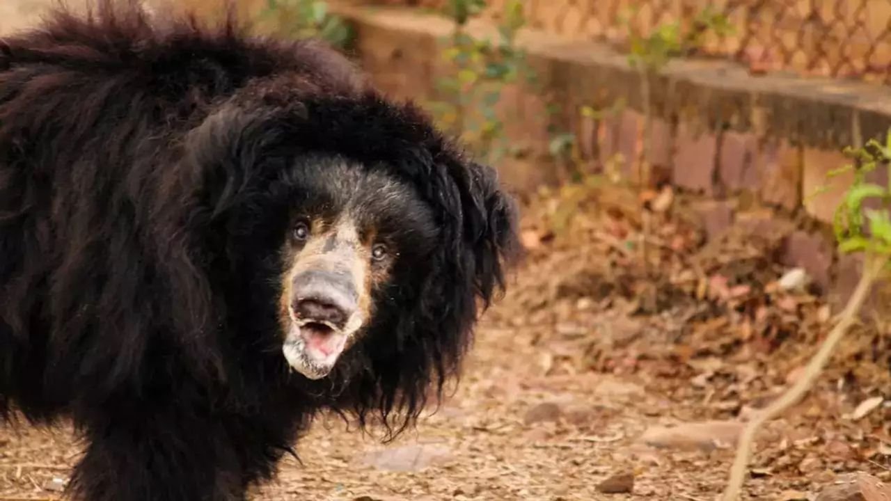 Wild bear rescued in J-K’s Poonch