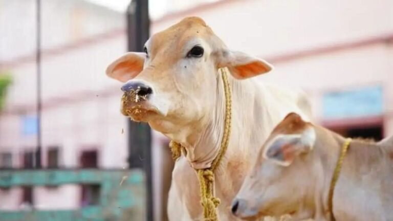 AI-enabled pendants for cows to ensure safety and well-being