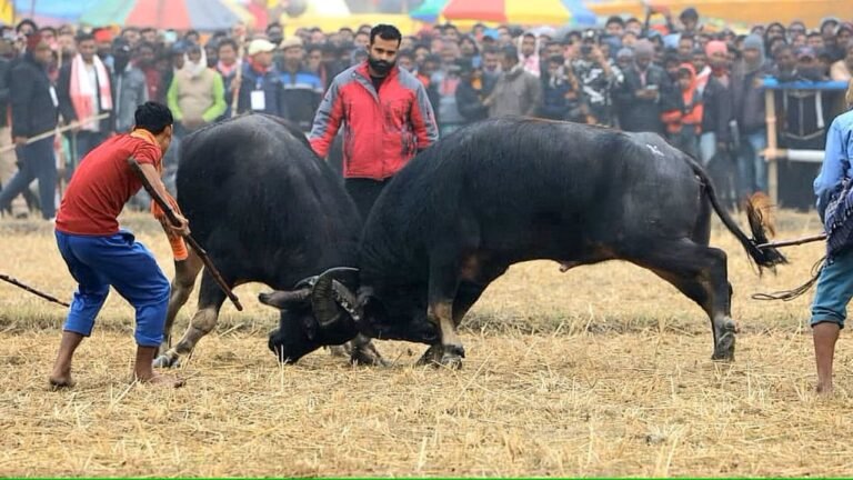 Gauhati HC quashes Assam govt SOP allowing buffalo, bulbul fights