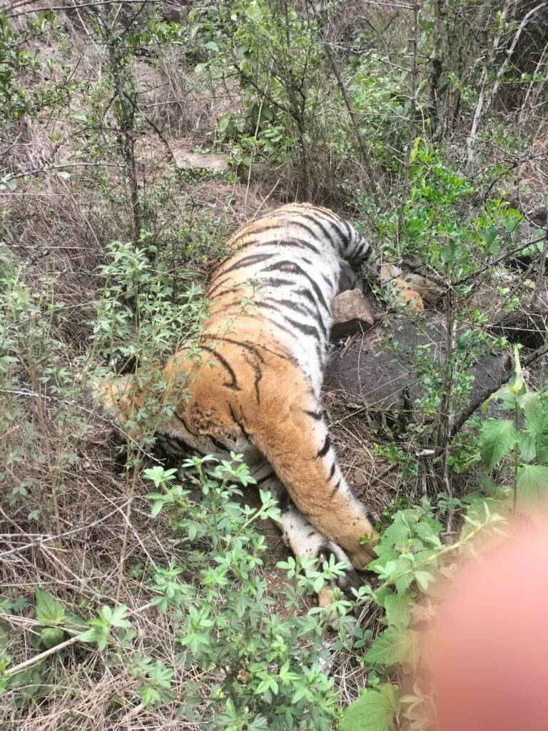 Five Tigers Die Under Suspicious Circumstances in Karnataka; Poisoning Suspected, Organs Sent for Forensic Testing
