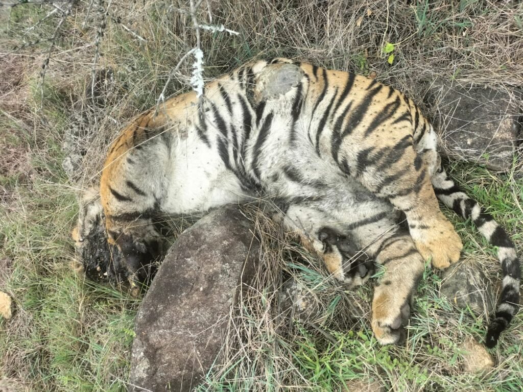 Five Tigers Die Under Suspicious Circumstances in Karnataka; Poisoning Suspected, Organs Sent for Forensic Testing